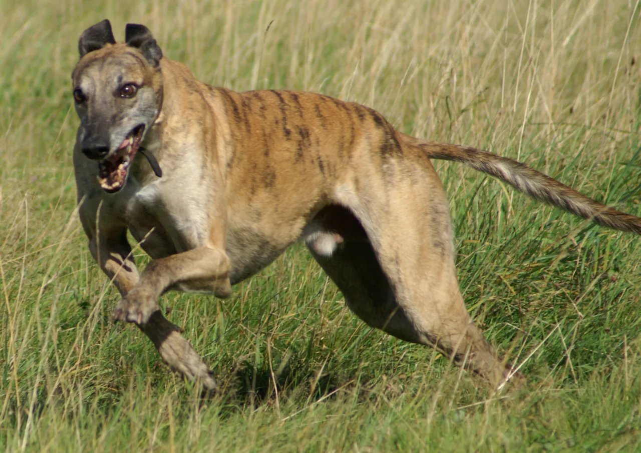 A brindle Greyhound running through grass