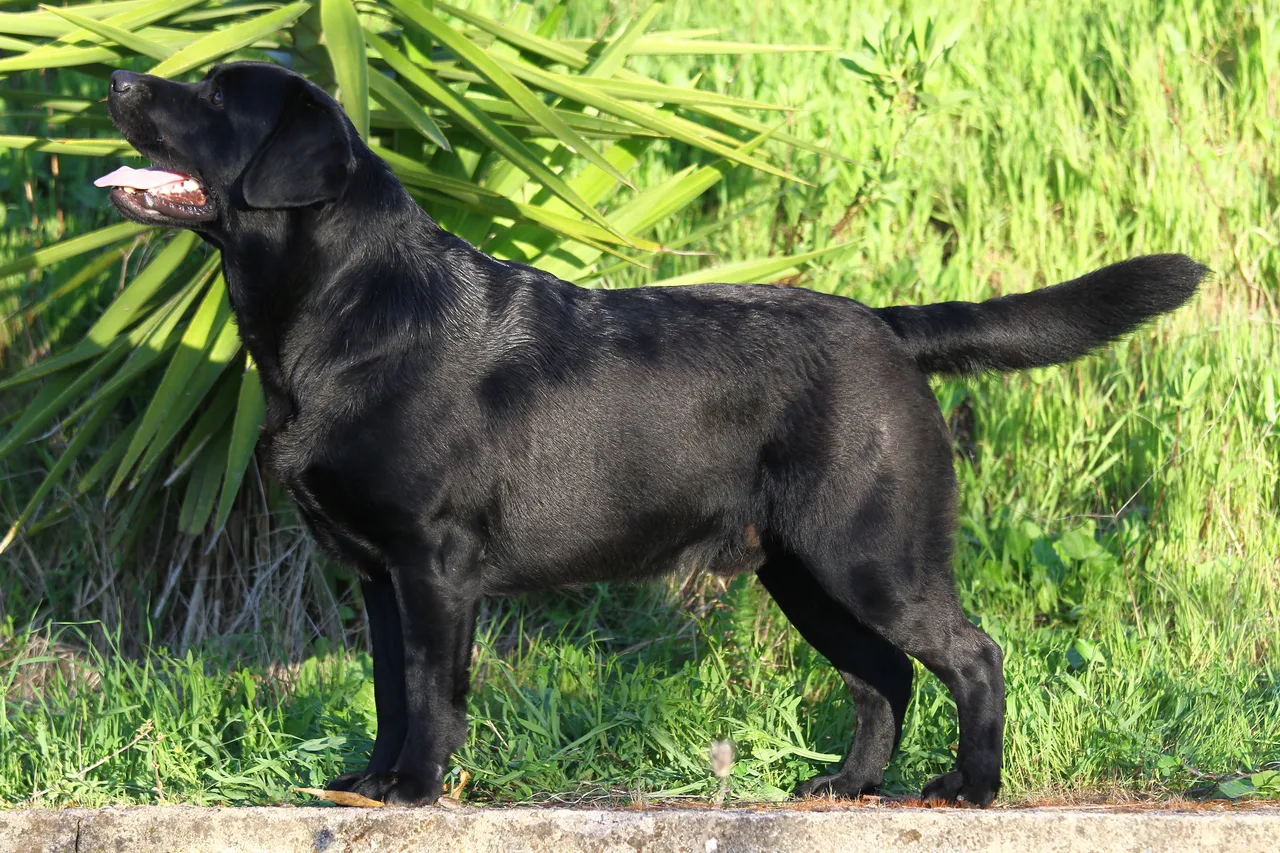 A black Labrador Retriever standing outdoors in grass