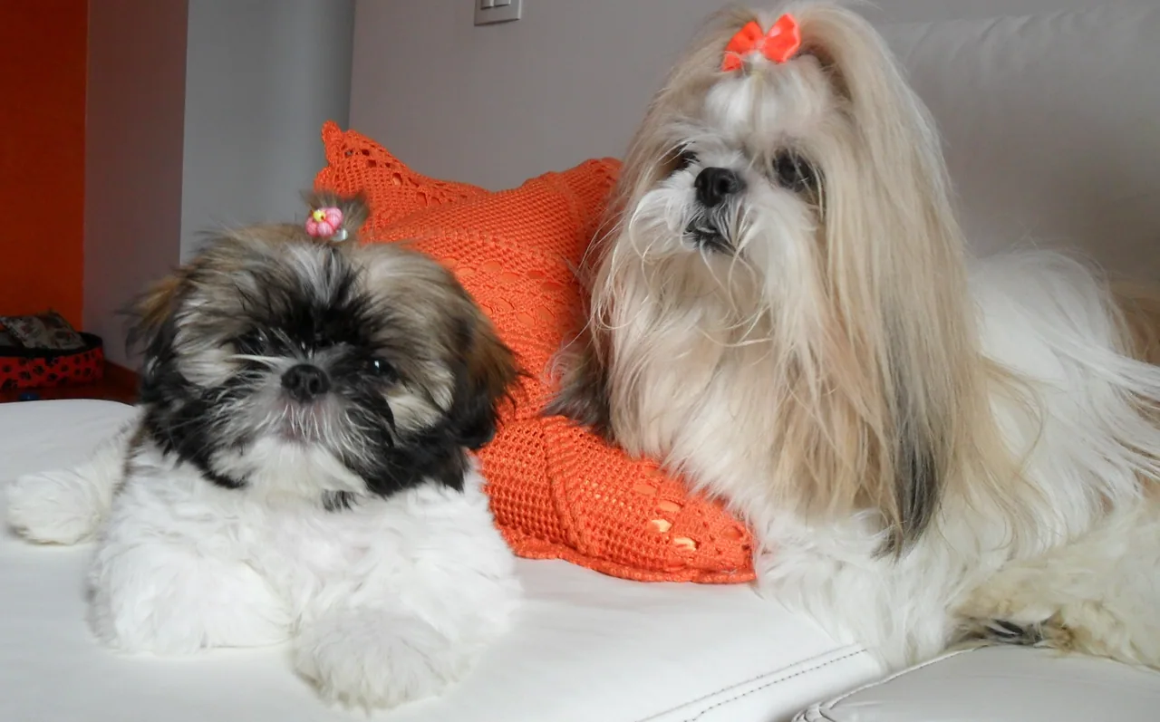 Two Shih Tzus resting together indoors
